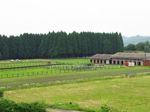 家の前の牧場